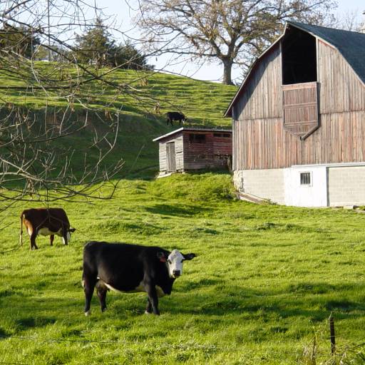 Green Meadow Organic Farm