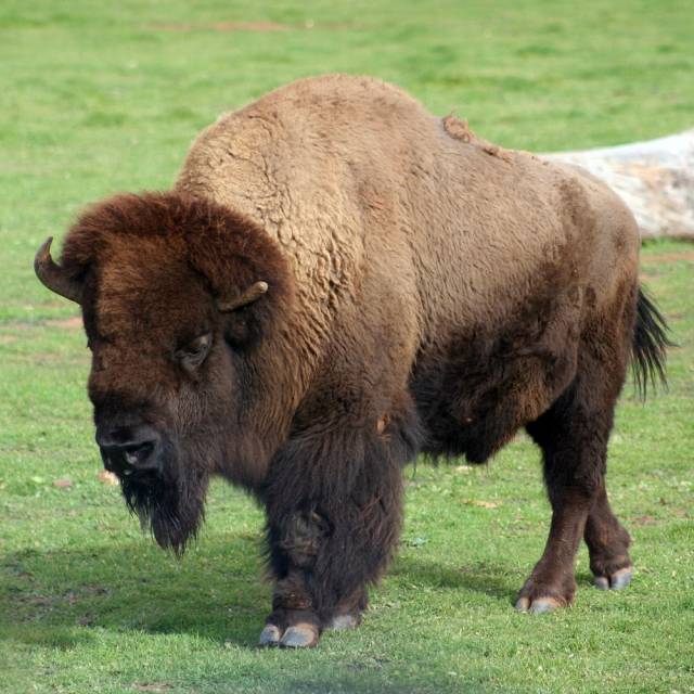 Bison Steak