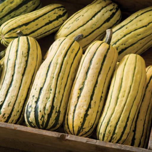 Delicata Squash