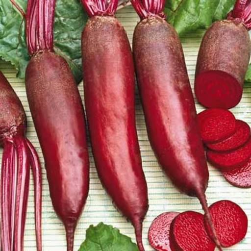 Beets, Cylinder