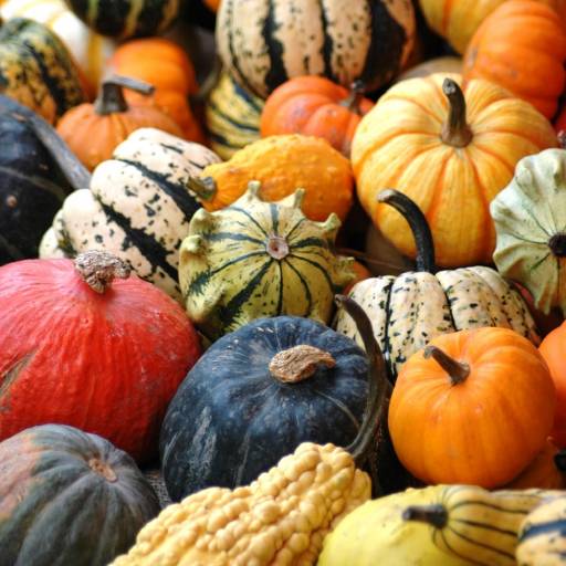 Hubbard Squash